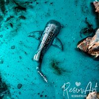 (342) ������� ����� 3� (���������) - ����������� ����� / ����